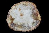 Lot - to Petrified Wood Slices - Pieces #83294-3